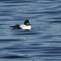 весна.гоголь :: ИННА ПОРОХОВА