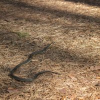 Про ужика. :: Михаил "Skipper"