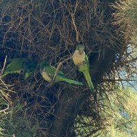 На дереве пять домиков попугаев :: Светлана Хращевская