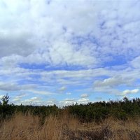 Весна :: Татьяна Тюменка