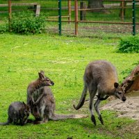 Кенгуриная семья... :: Николай Гирш