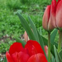 Первым радостно расцвел :) :: Наталья 