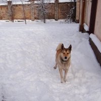 Сторож :: Антонина Гугаева