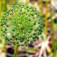 природа шутит :: Олег Лукьянов