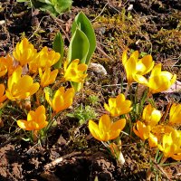 Солнечная красота :: Светлана 