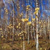 природа начала апреля 6 :: Александр Прокудин