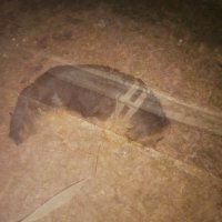 Питомец в МУЛТИЭКСПОЗИЦИИ :: Игорь Солдаткин