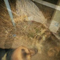 Тройная мультиэкспозиция. :: Игорь Солдаткин