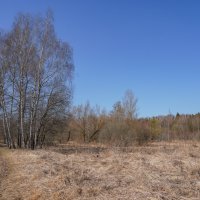 На опушке... :: Владимир Жданов На опушке... :: Владимир Жданов