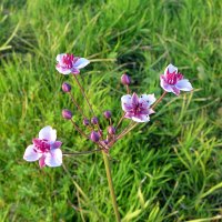 Сусак зонтичный :: Валерий Судачок