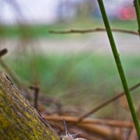 Садовая цепея :: Giant Tao /