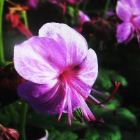 Герань зацветает :: Людмила Смородинская Герань зацветает :: Людмила Смородинская