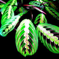 Маранта :: Людмила Смородинская Маранта :: Людмила Смородинская