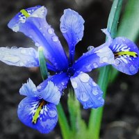 Нежный красавчик :: Людмила Смородинская