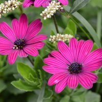 Цветочки :: Валерий Пославский Цветочки :: Валерий Пославский