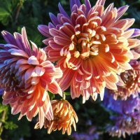 Хризантема в лучах солнца :: Валентин Семчишин Хризантема в лучах солнца :: Валентин Семчишин