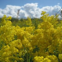 Подмаренник настоящий :: Anna Ivanova