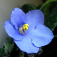 Фиалка :: Елена Семигина