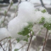 Зима в апреле 21-го года :: Елена Семигина