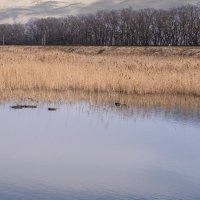 Болото :: Игорь Сикорский Болото :: Игорь Сикорский