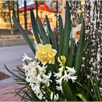 На улочках Светлогорска. :: Валерия Комова