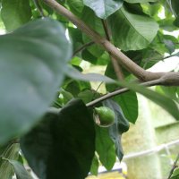 Заполярные лимон :: Ольга 