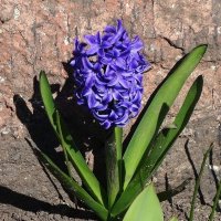 Гиацинт :: Рита Симонова