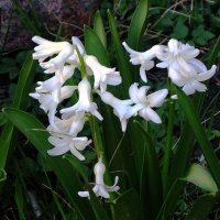 Гиацинт :: Рита Симонова