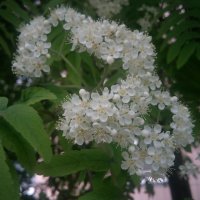 ,,, :: Сергей Тимоновский