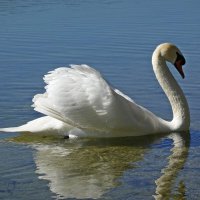 Прекрасное создание природы! ... :: Галина Прекрасное создание природы! ... :: Галина