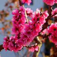 Персиков цветение :: Юрий. Шмаков