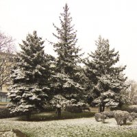 апрельский снег :: Владимир Зырянов