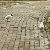 переходите по правилам :: Владимир Зырянов