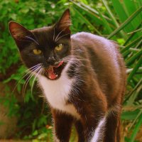 Охотник вышел на охоту :: Сергей М 