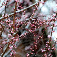 апрельская флора под снегом  1 :: Александр Прокудин