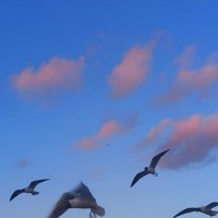 Чайки :: Сапсан 