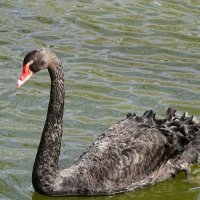 Чёрный лебедь городского сада. :: Милешкин Владимир Алексеевич Чёрный лебедь городского сада. :: Милешкин Владимир Алексеевич