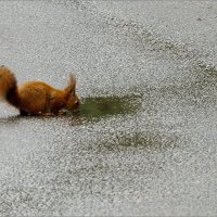 °✓° :: Фёдор Меркурьев °✓° :: Фёдор Меркурьев