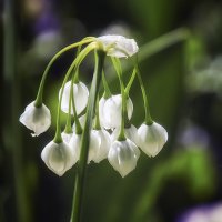 ***** :: Андроник Александр 