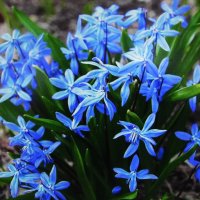 Букет в саду :: Людмила Смородинская Букет в саду :: Людмила Смородинская