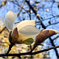 Цветение :: Валерия Комова Цветение :: Валерия Комова