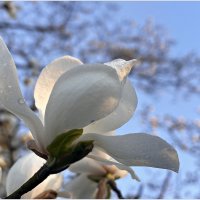 Весенний этюд. :: Валерия Комова