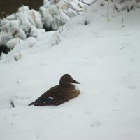 бедные уточки :: Владимир Зырянов