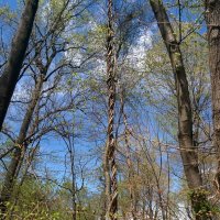 " :: Светлана Хращевская