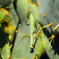Богомол на кактусе :: Oleg4618 Шутченко