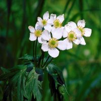 Лесные анемоны. :: nadyasilyuk Вознюк