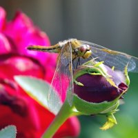 Стрекоза :: Сергей Швечков