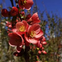 "Айвы японской цветы красивы, Восходом солнца пылают ярко..." :: Галина 