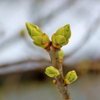7 апреля - уже почки на сирени :: Светлана 