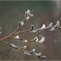 Весенний мотив :: Валентин Котляров